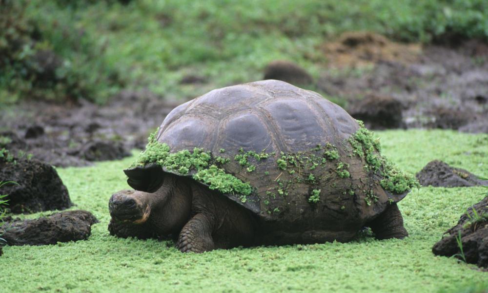 Japan: Džinovska kornjača drugi put pobjegla iz zoološkog vrta