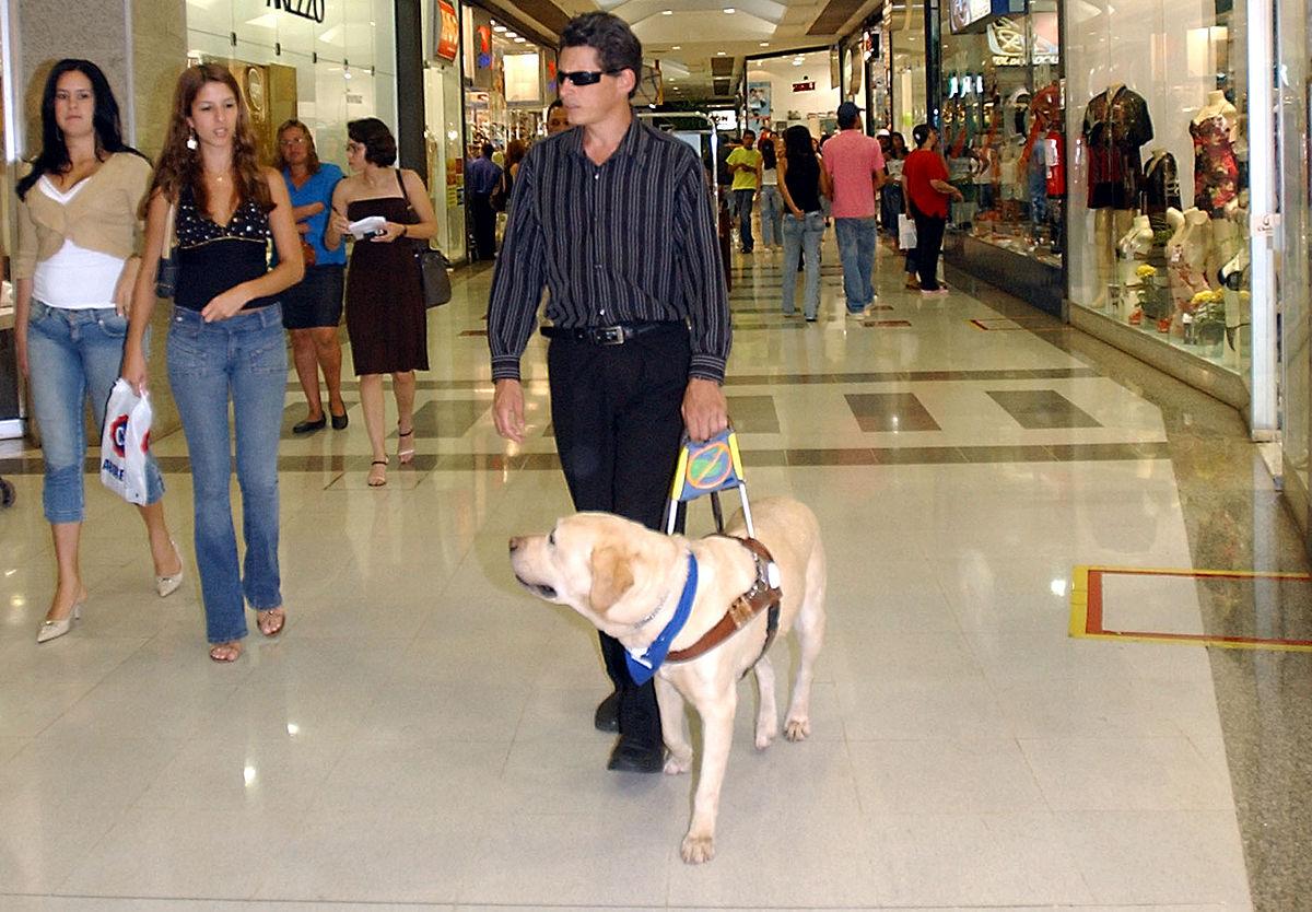 Psi vodiči za slijepe osobe u BiH i dalje nedostupni, cijena oko 13.000 eura