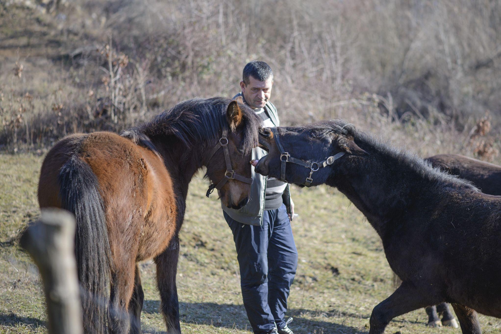 Dnevni avaz