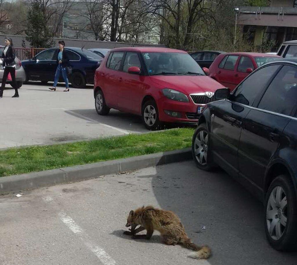 Lisice slobodno šetaju Gradačcem