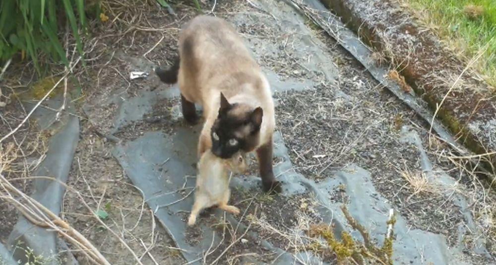 Zec pobjegao od zle mačke te potrčao u slobodu preko zelene livade