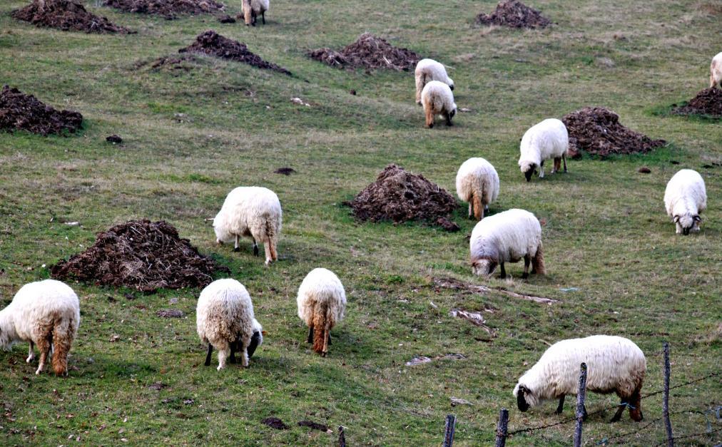 Alarmantno: Povećava se broj zaraženih brucelozom, građani u strahu!