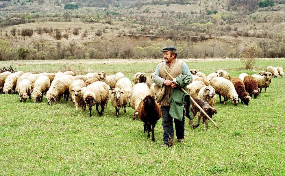 Epidemija uzima maha, vlasti kriju podatke: Je li mladić iz Bugojna umro od bruceloze?!