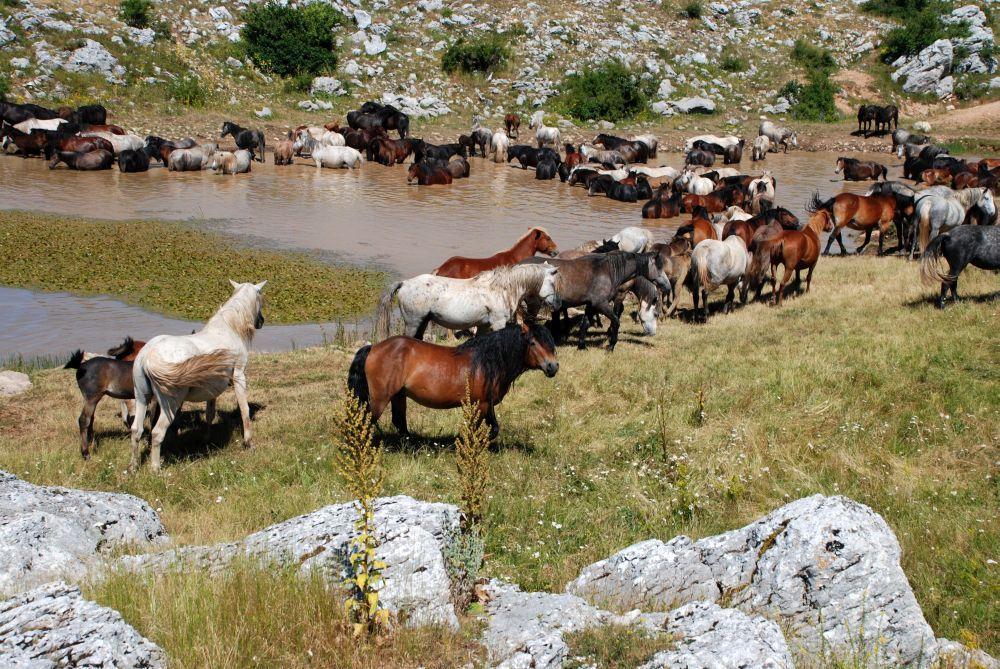 Livno: Grad sira i divljih konja, pod najljepšim nebom na svijetu