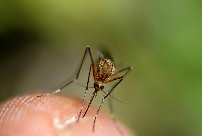 U posljednjih sedam dana u Srbiji od groznice Zapadnog Nila umrle još četiri osobe