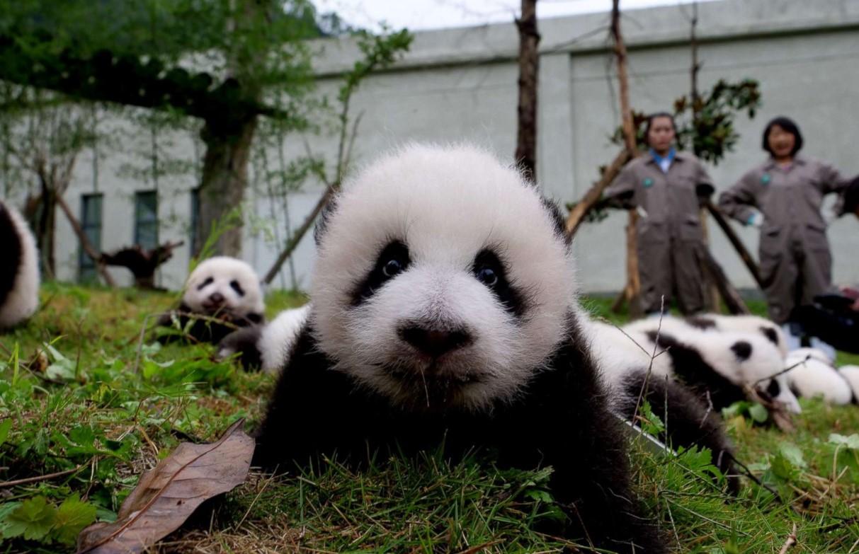 Panda nazvan Siju u zoo vrtu u Pekingu - Avaz