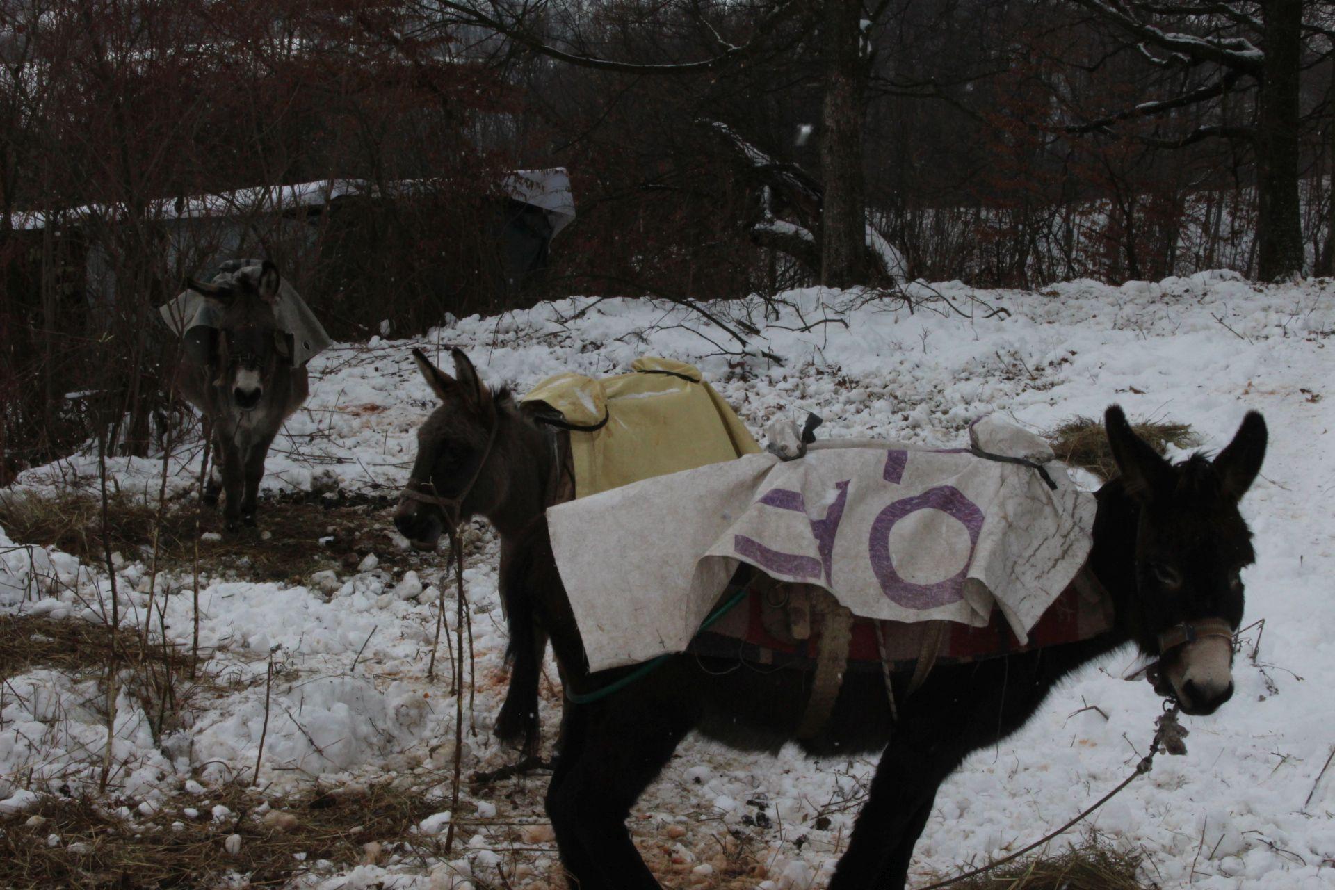 Tri mule Miško, Arap i Zela velika su pomoć ovčarima - Avaz