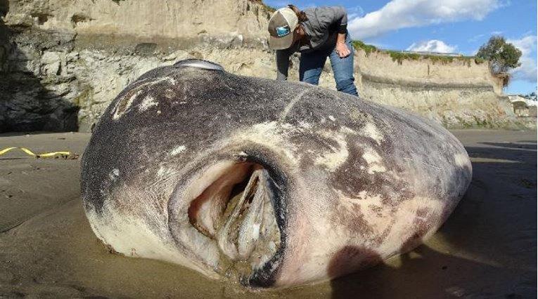 Mola tecta nikad viđena u Sjevernoj Americi - Avaz