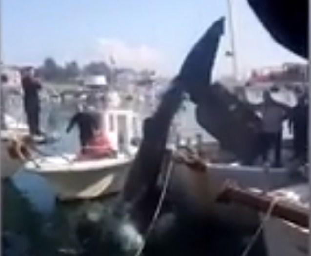 U Savudriji se u ribarsku mrežu zapetljao morski pas od osam metara