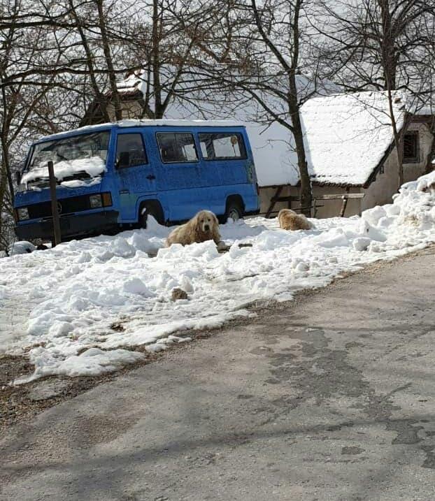 Psi se kreću slobodno bez nadzora - Avaz