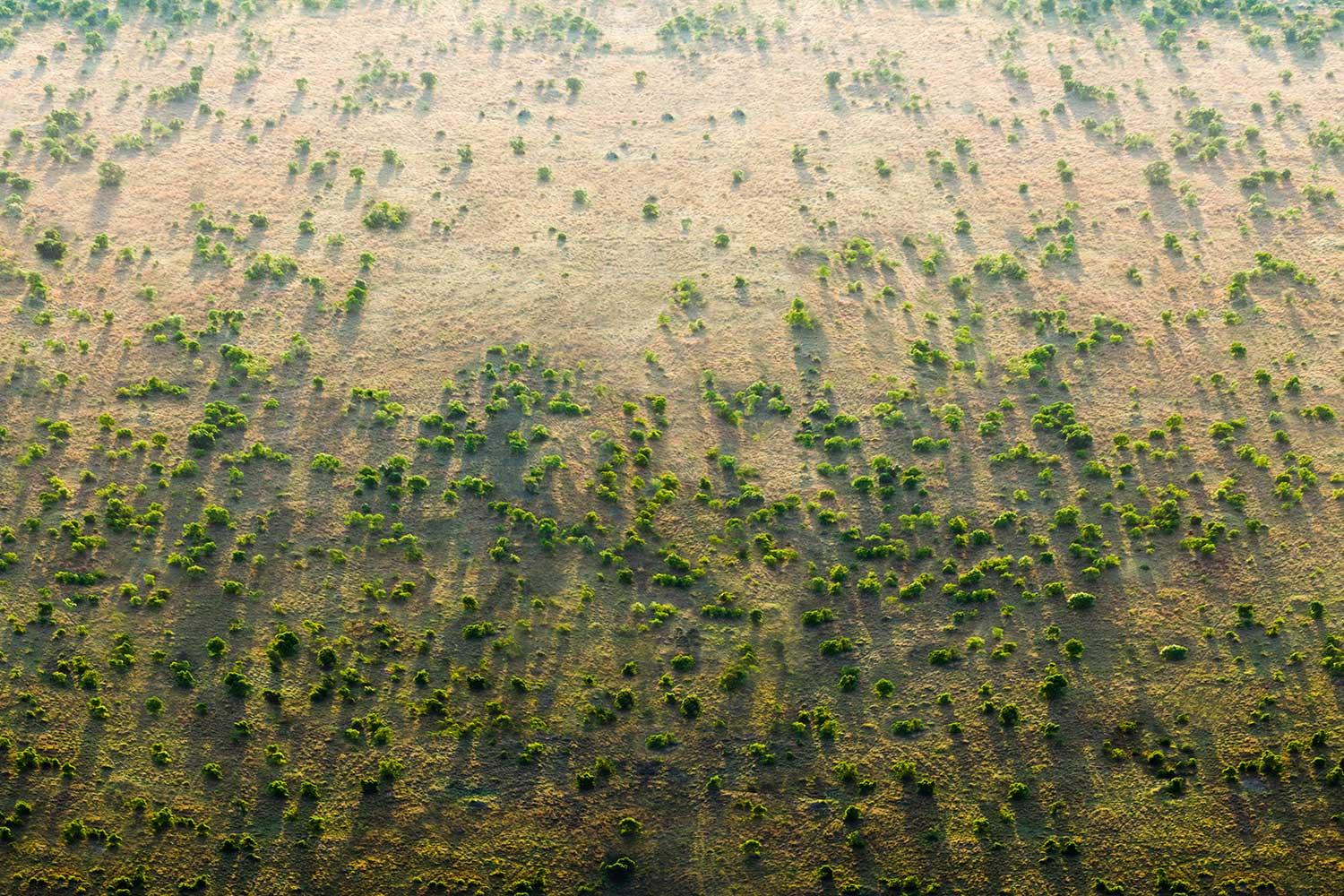 Sahel nekad bio pun bujnog lišća - Avaz