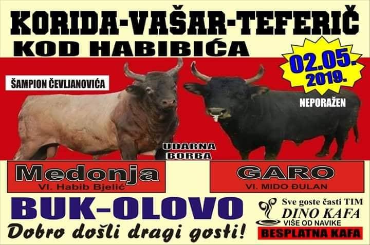 Borba bikova u Buku kod Olova 2. maja