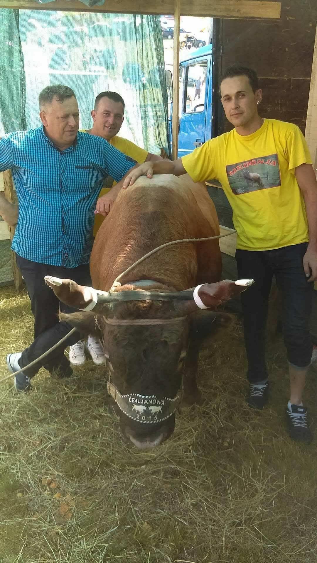 Tradicionalna manifestacija - Avaz