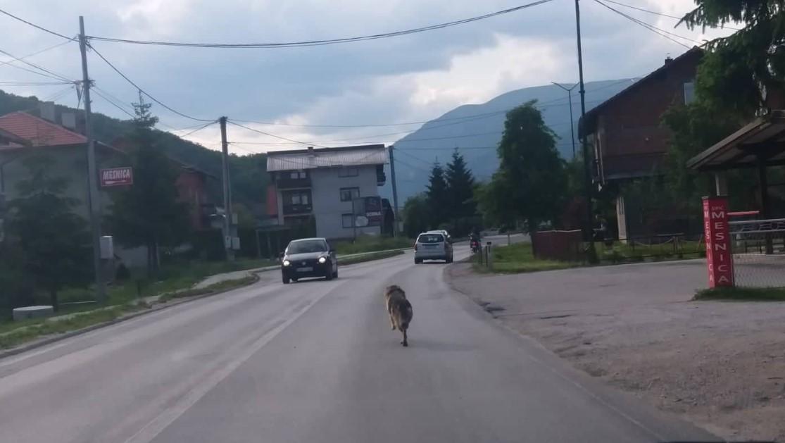 Spremniji od pola premijerligaških fudbalera: Trči vučjak, ne odustaje, a razlog je i suviše dirljiv