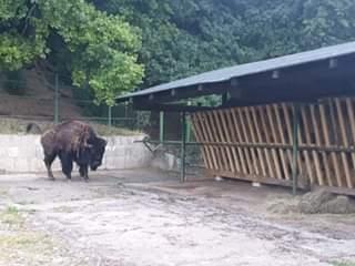 Novi stanovnici Pionirske doline - Avaz