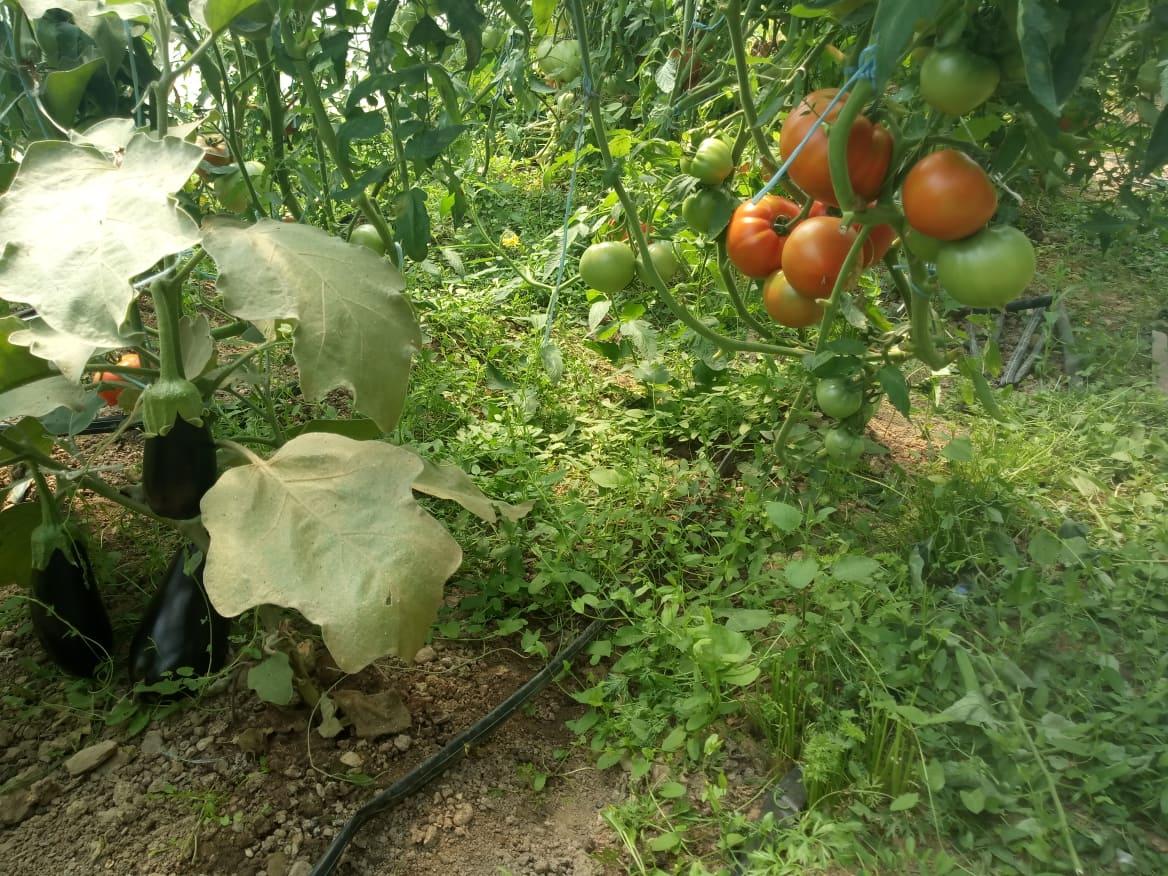 Posjetili smo vlasnike najvećeg paradajza: Nema tajne, ovo je čista eko-proizvodnja
