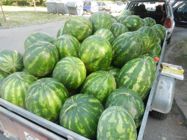 Gazdi iz Vukosavlja drski lopovi sa parcele odnijeli lubenice