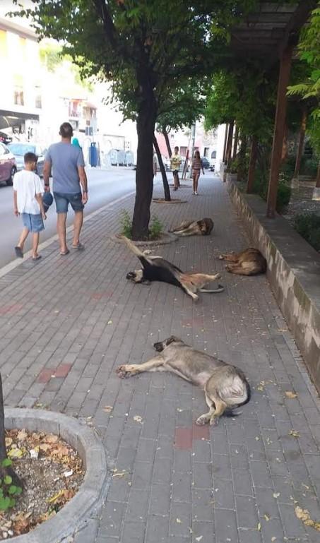 Upeklo: Pasije vrućine u Mostaru