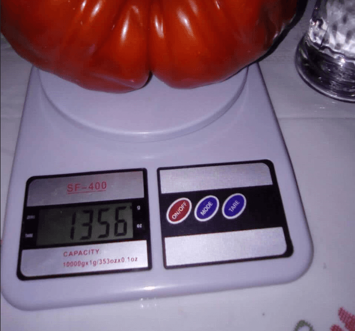 U vrtu porodice Junuzović uzgojen "džinovski" paradajz od 1,356 kilograma