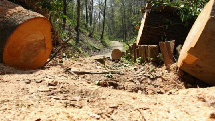 Šumskom gazdinstvu prevarama nanijeli štetu od 240.000 KM