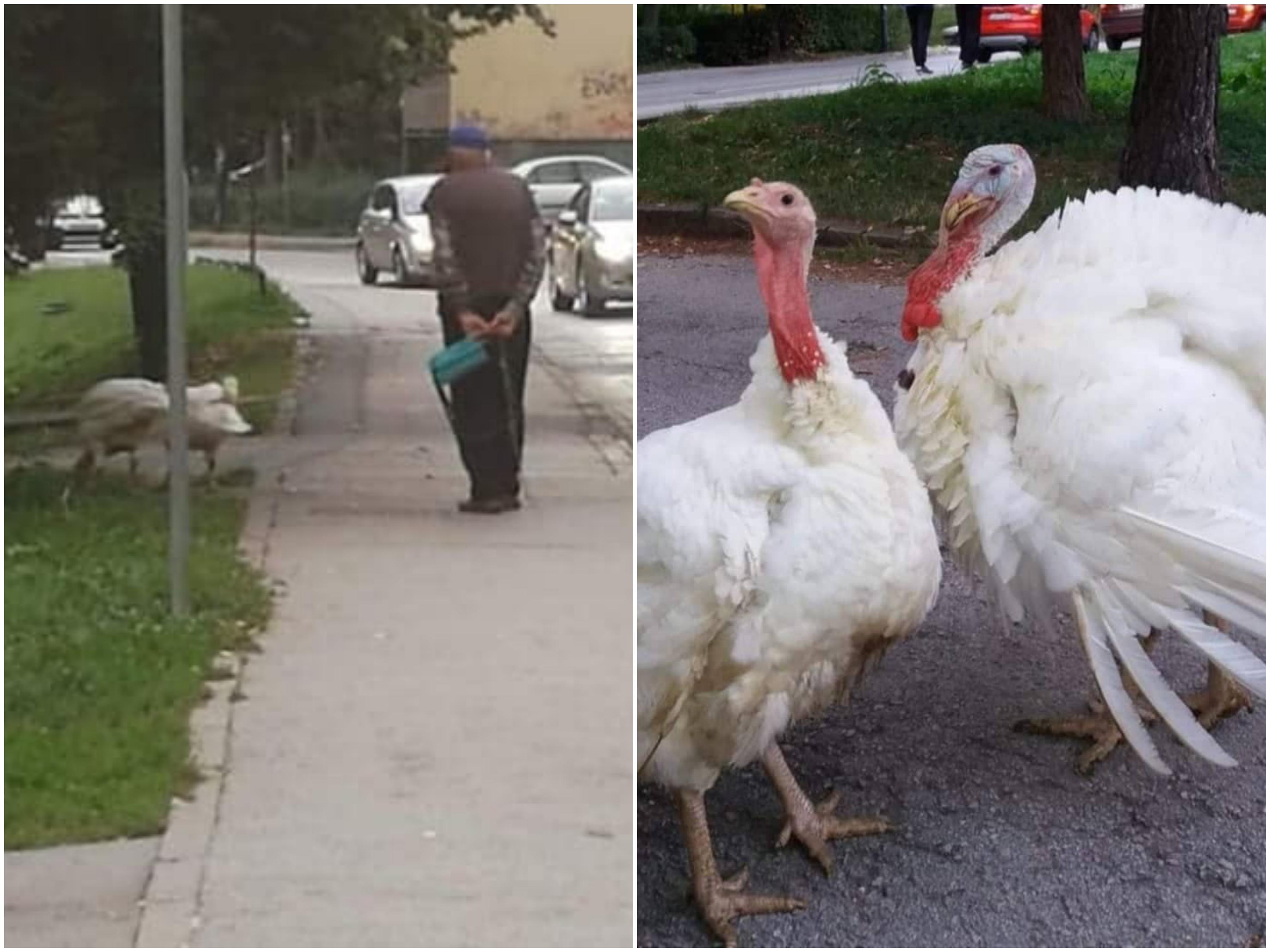 Hit fotografija: Dedo izveo ćurke na Višnjiku