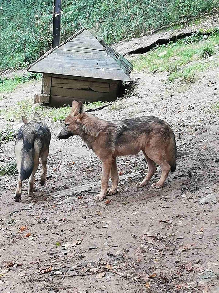 Mladi vuk novi stanovnik "Pionirske doline"