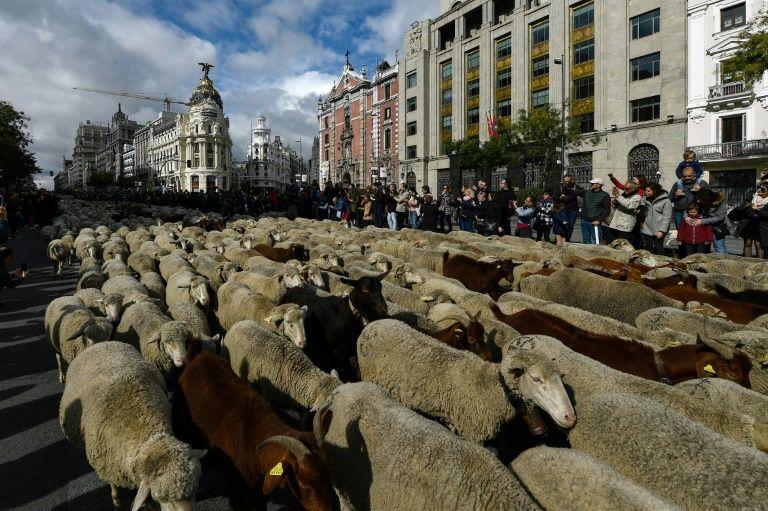 Čobani proveli stado ovaca kroz centar Madrida