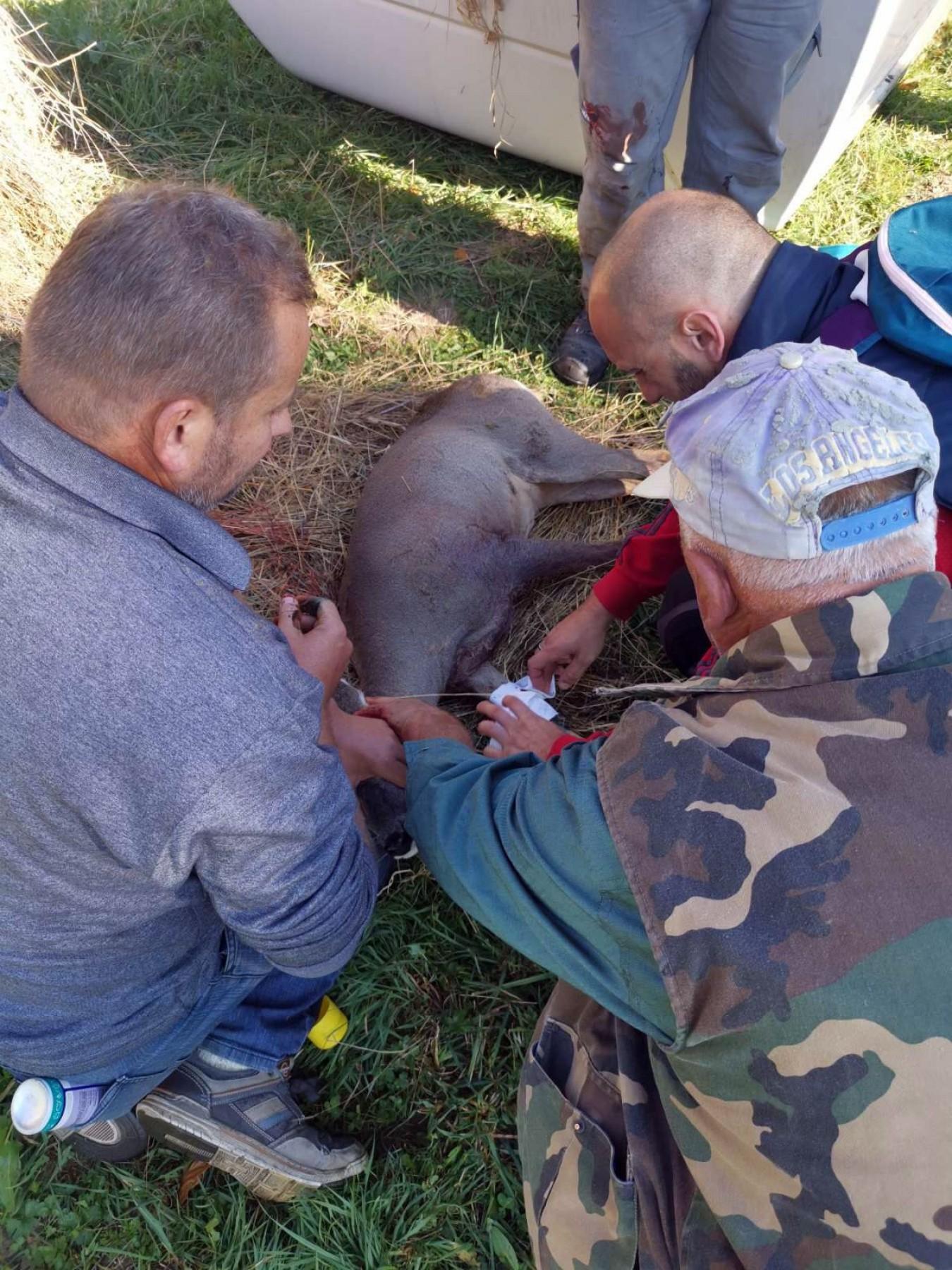 Mlada životinja imala je višestruke povrede i krvarila je - Avaz