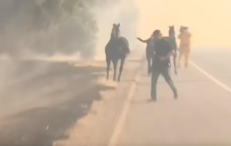 Nevjerovatan video iz Los Anđelesa: Spasili konja od požara, on se vratio u vatru da pomogne ostalima