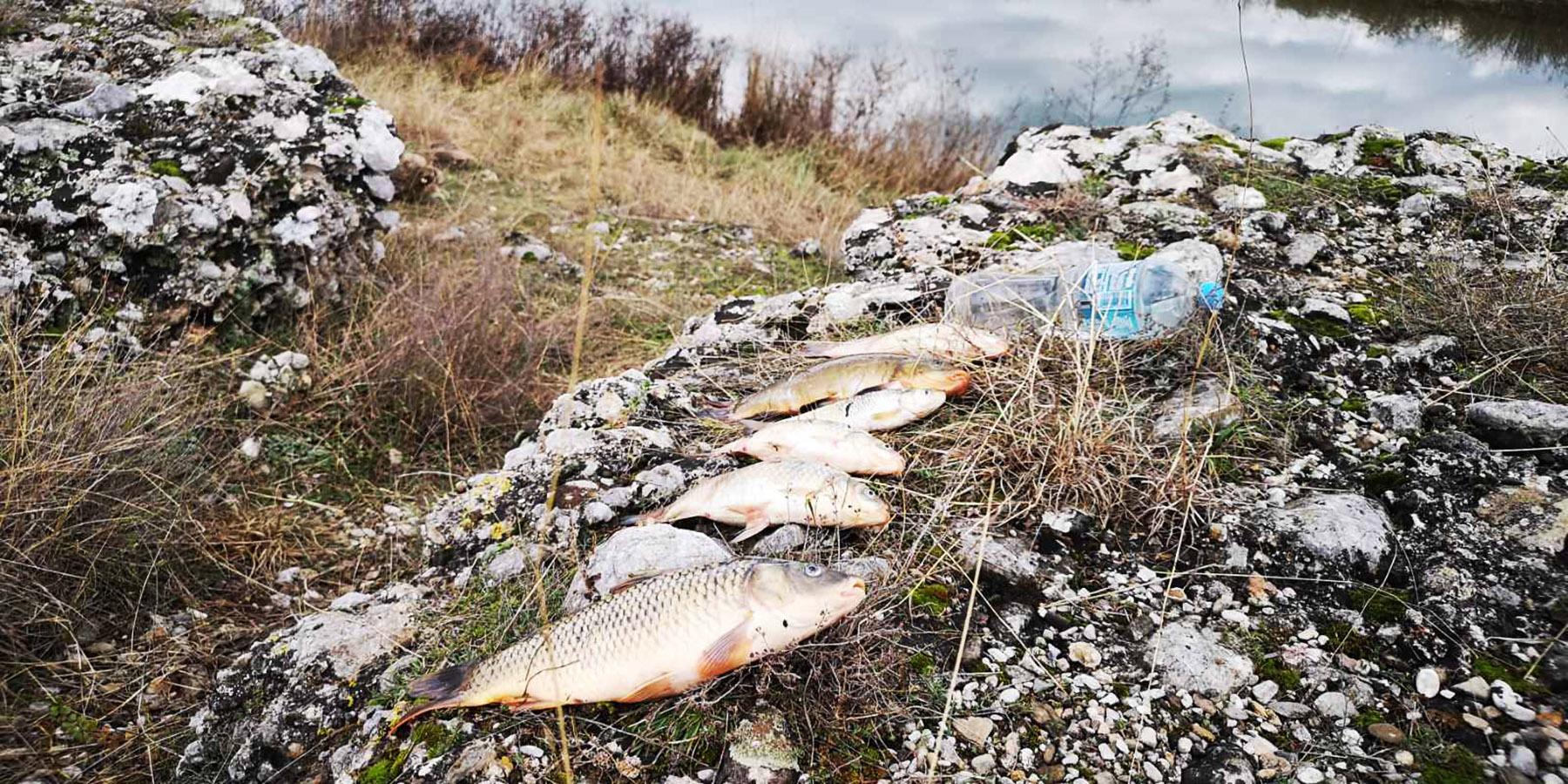 U vodi nisu nađeni zagađivači, uzrok uginuća ribe nepoznat, ali nema simptoma prisustva bolesti