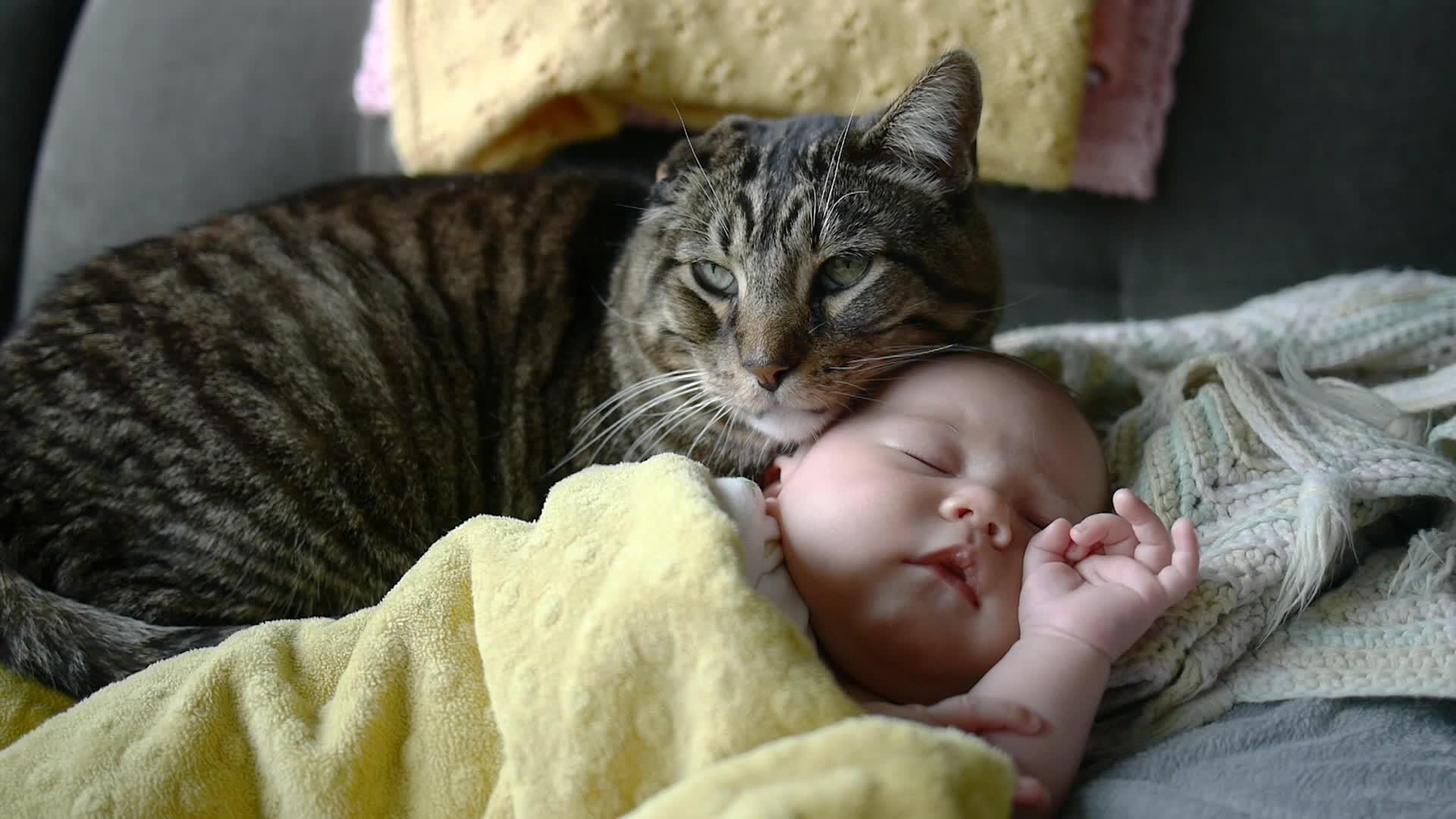 Mačka često ogrebe ili ugrize dijete, a ovo je razlog