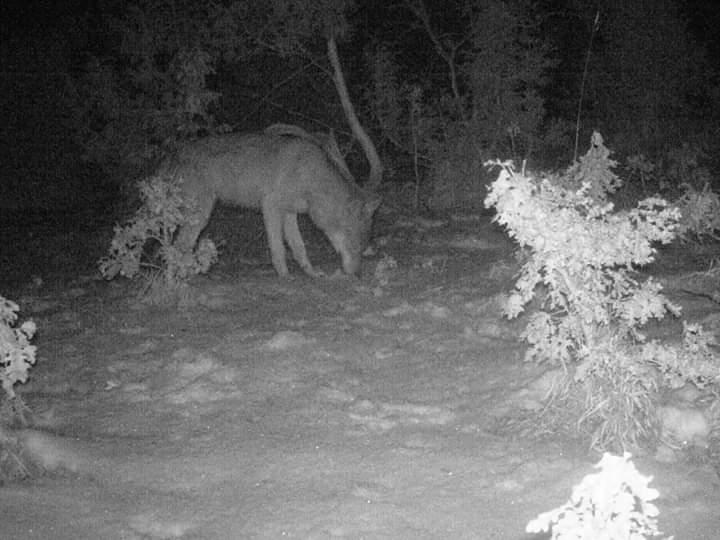 Šumski predator ostao je gladan - Avaz