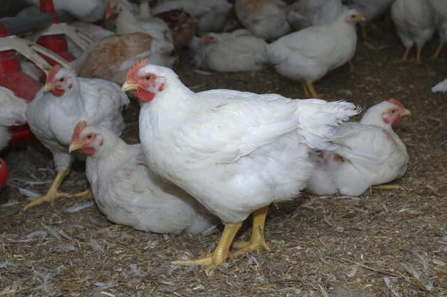 Na tri sarajevske farme otkriveni zaraženi brojleri - Avaz