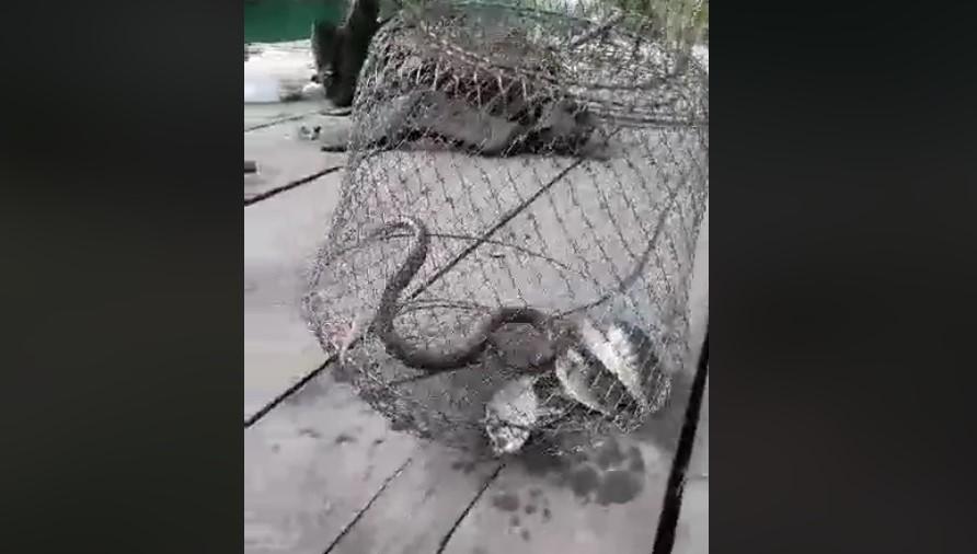 Zmije napale ribe uhvaćene u mrežu - Avaz