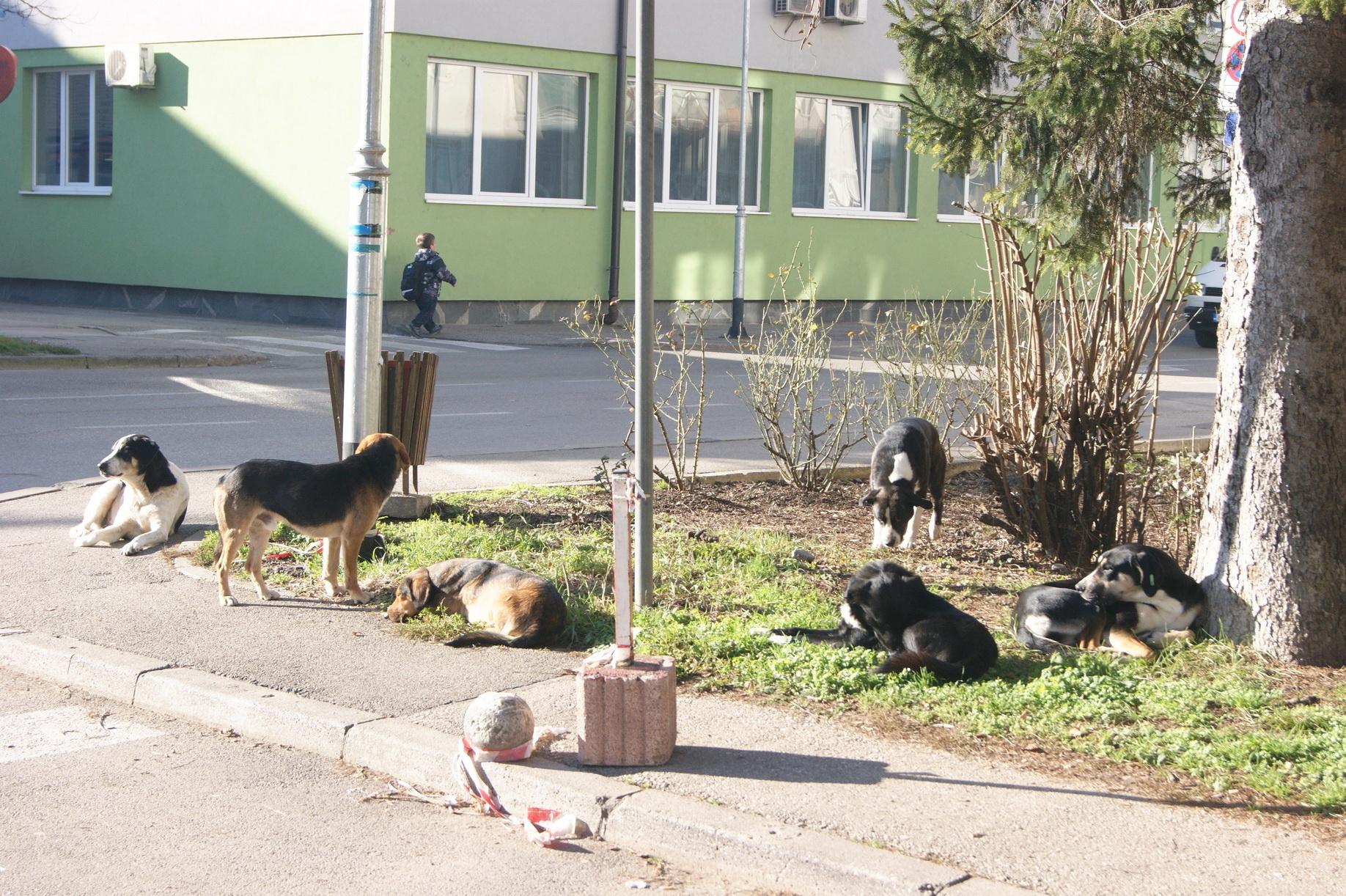 Radnici „Komrada“ nakon poziva izlaze na teren i hvataju ih