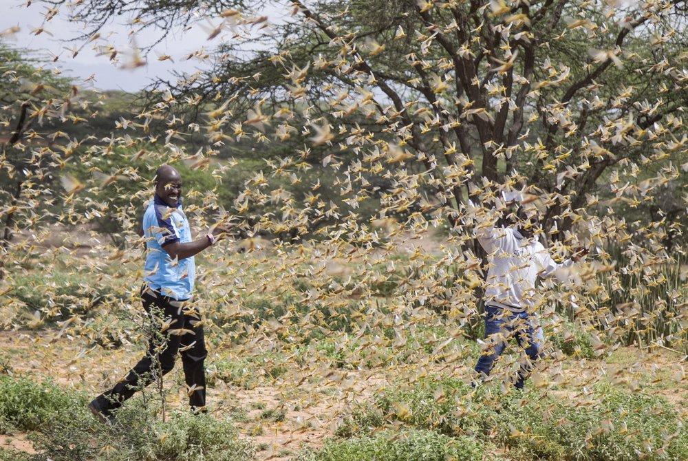 Invazija skakavaca u Africi - Avaz