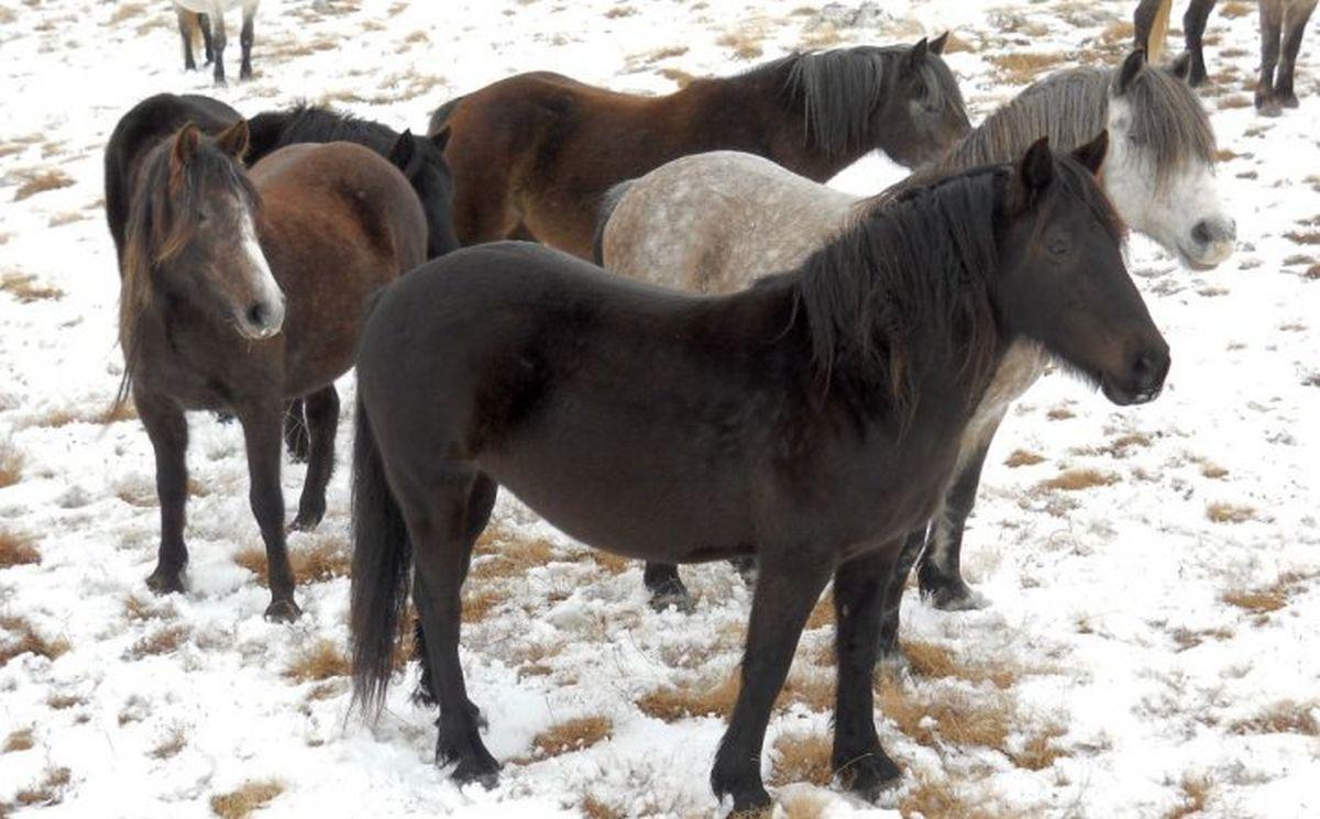 Divlji konji ginu u saobraćaju, a završavali i u kobasicama