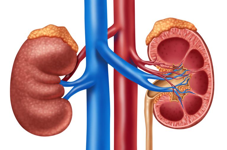 Bubrezi su organi značajni za zdravlje kompletnog organizma - Avaz