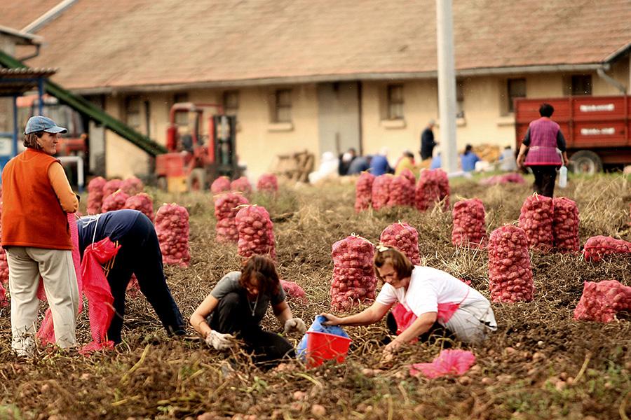 Zbog zatvorenih restorana propadaju milioni tona krompira