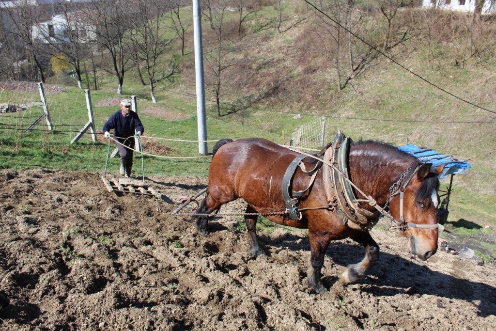 Damir iz Fojnice ništa ne prepušta slučaju: Upregao Cvjetka i ore njivu