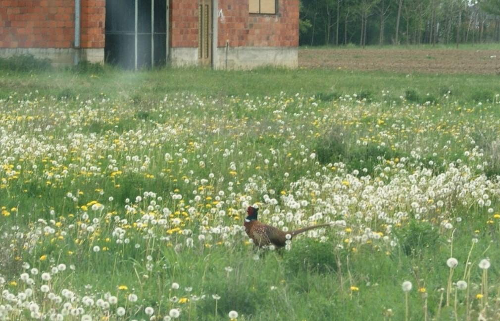 Šetaju po avlijama i oko kuća - Avaz