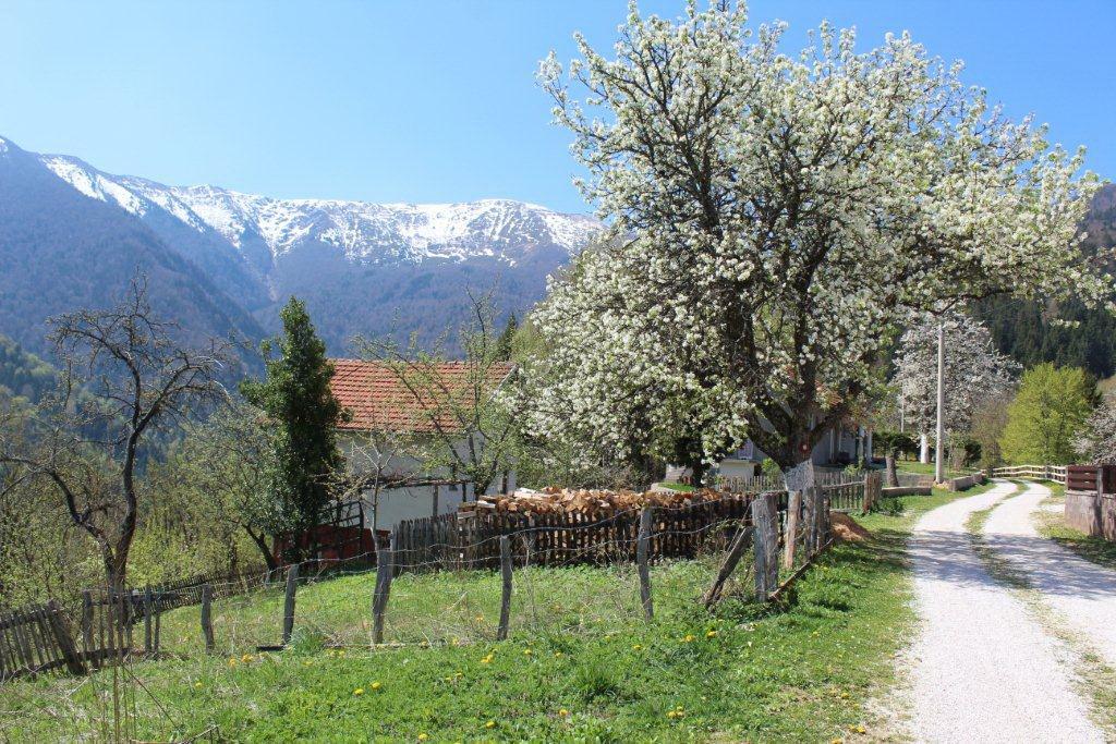 Na planinama snijeg - Avaz