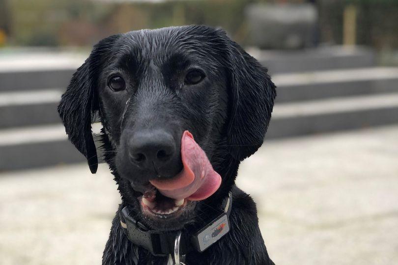 Pas počeo zvoniti po kući pa završio kod veterinara