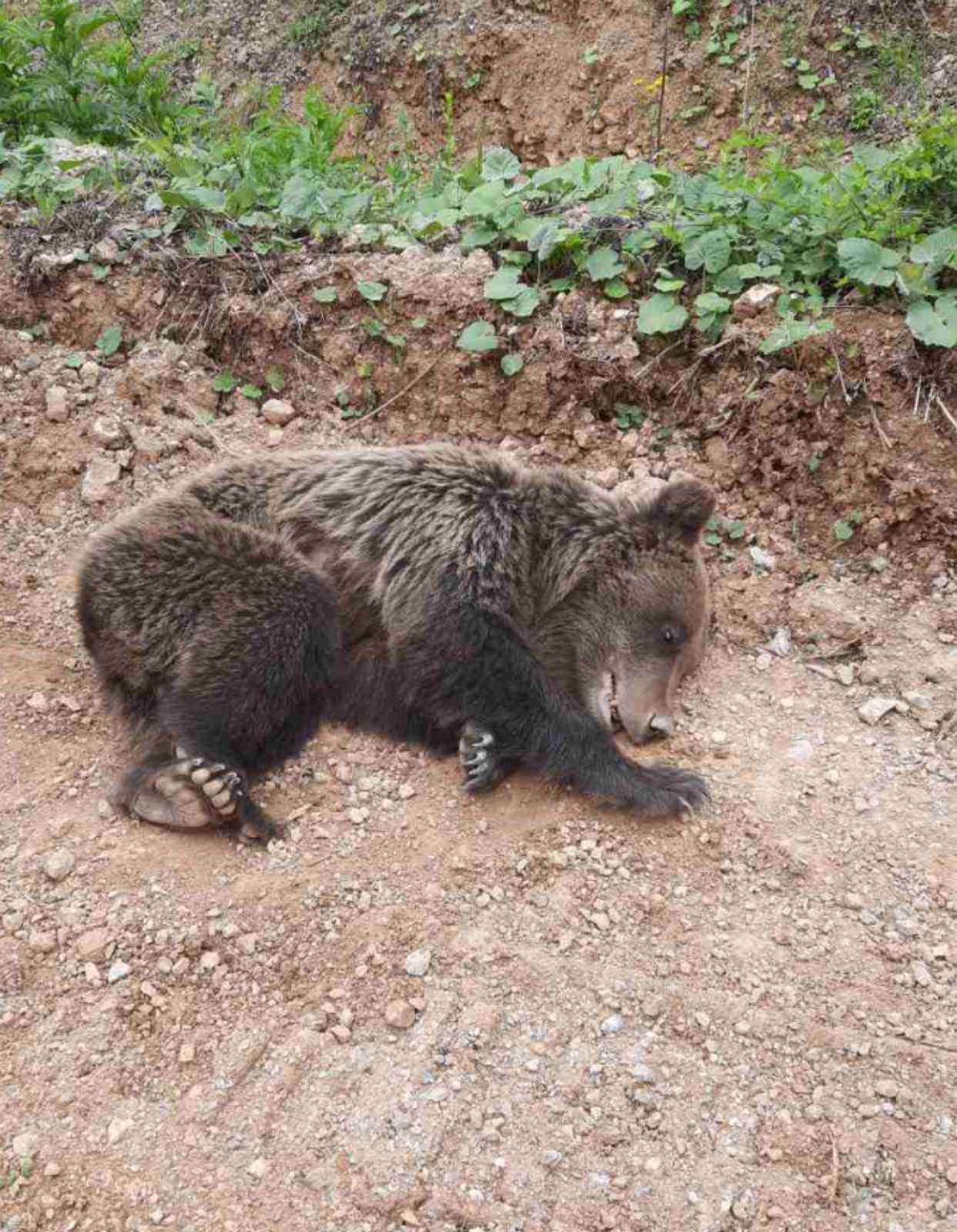 Medvjedica izvučena iz provalije, čeka se tim sa Veterinarskog fakulteta