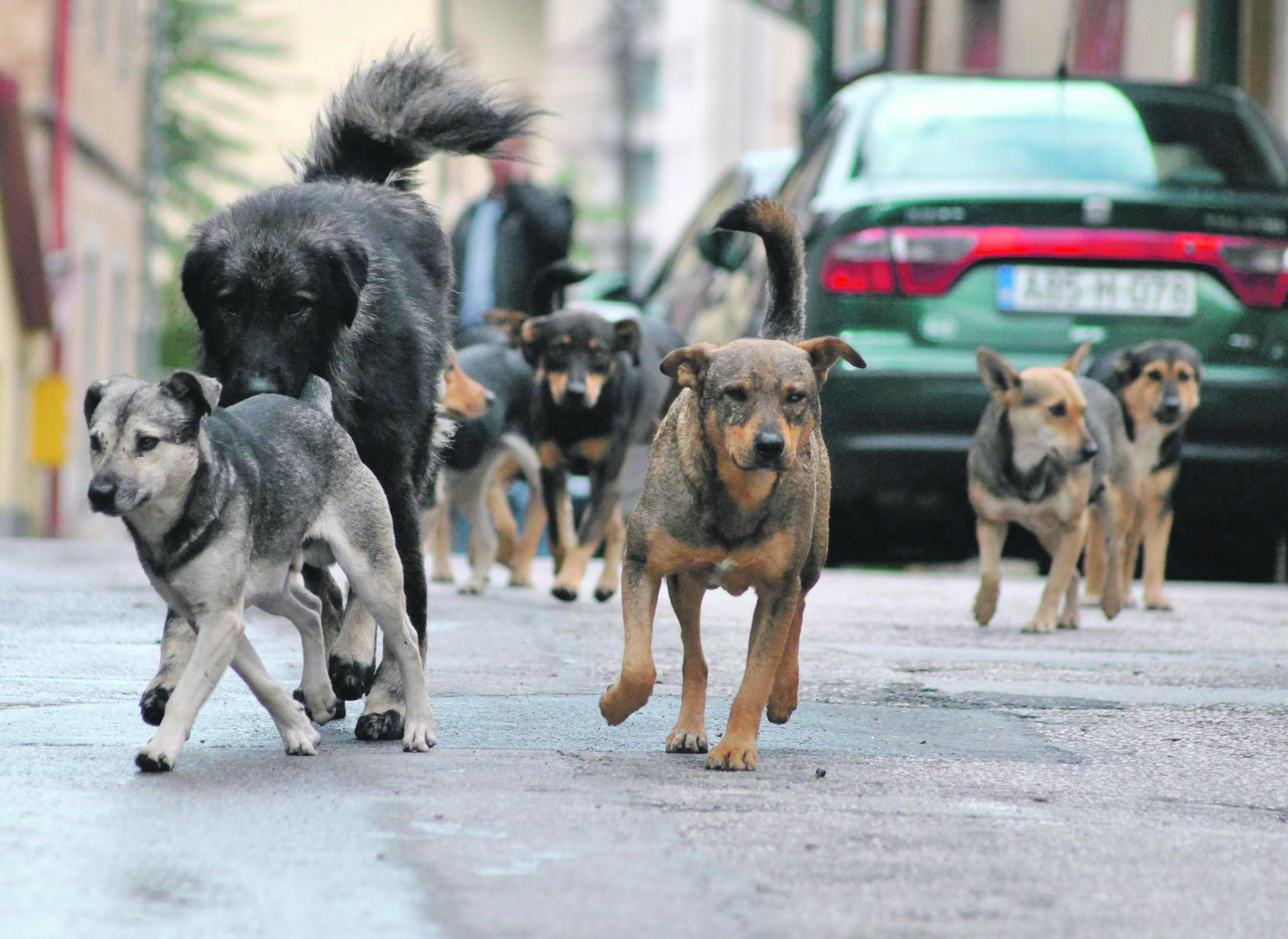 Naučnici iznenađeni: Psi mogu da nanjuše koronavirus