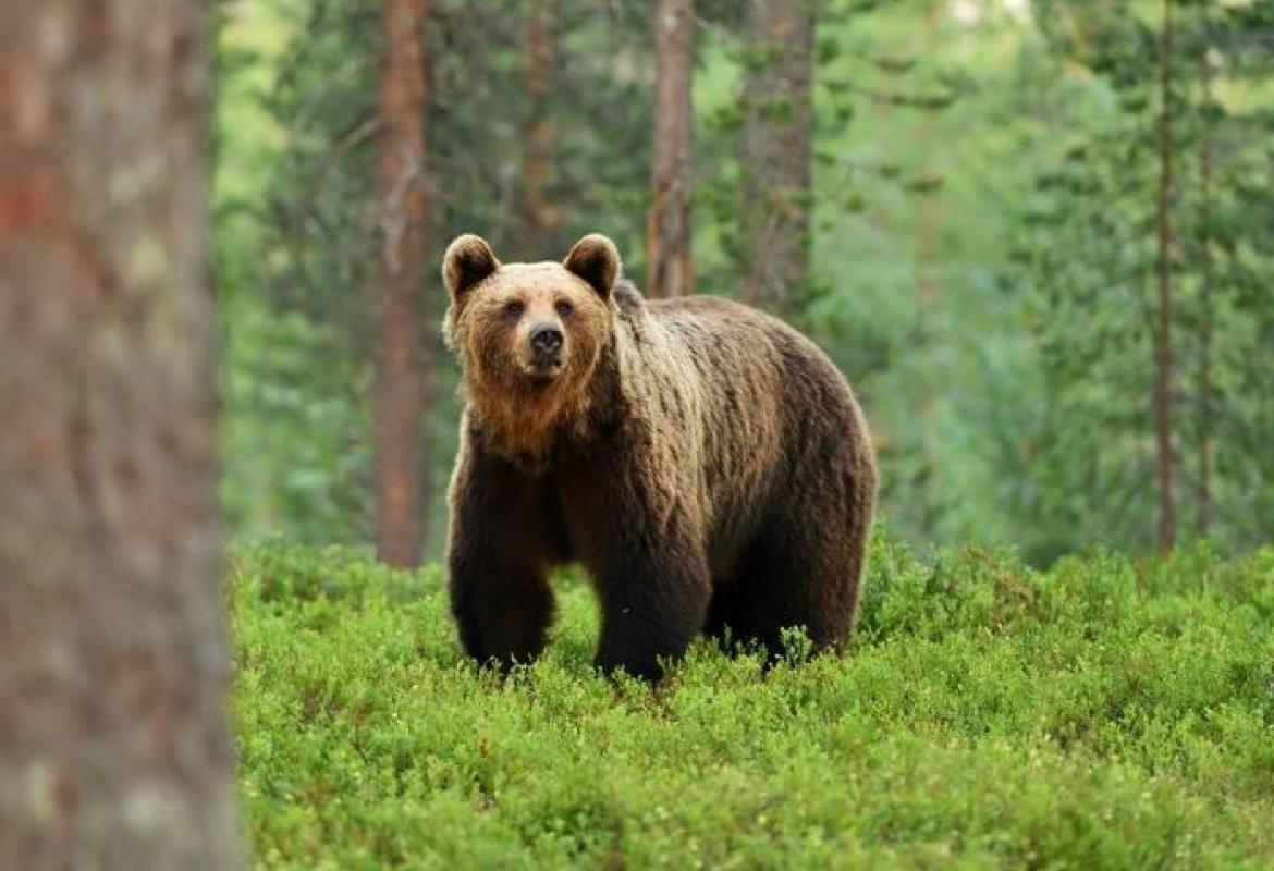 Neophodno formirati interventni tim za velike zvijeri - Avaz