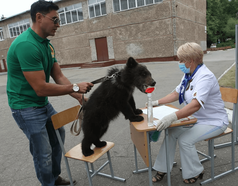 Mladunče medvjeda pojavilo se na biračkom mjestu