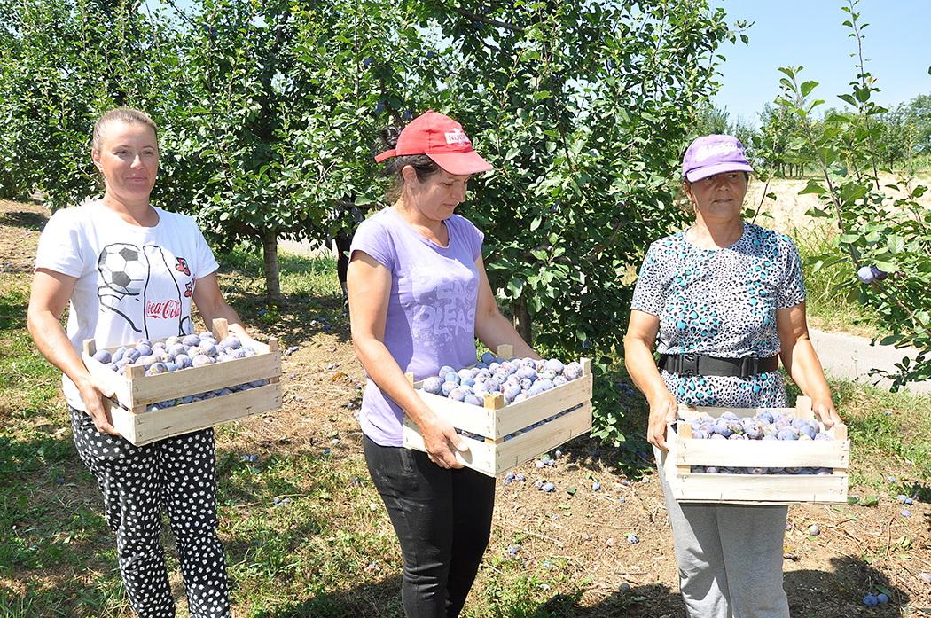 Šljivu beru od sedam do 17 sati - Avaz