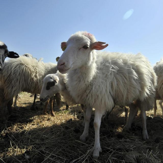 Lažni veterinari uzeli ženi novac od prodaje janjadi   