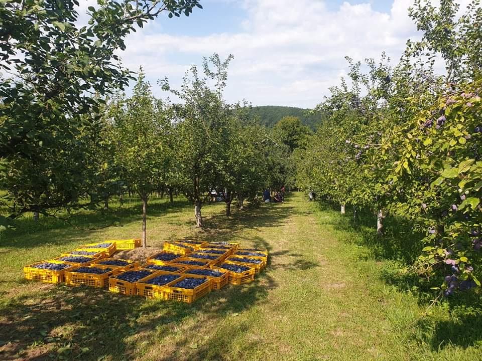 Dali korisnicima Prihvatnog centra “Duje” da cijeli dan sebi beru šljive